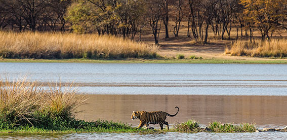 Golden Triangle With Ranthambore