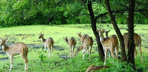 Rajasthan Wildlife Tour